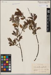 Foto von Salix aurita L. x Salix myrtilloides L.